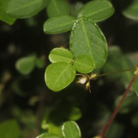 Grona heterophylla (Willd.) H.Ohashi & K.Ohashi